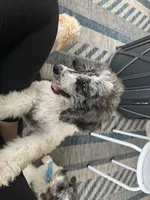 Yellow collar , a male Poodle - Standard  for sale in Pleasant Lake, IN – 3 of 3
