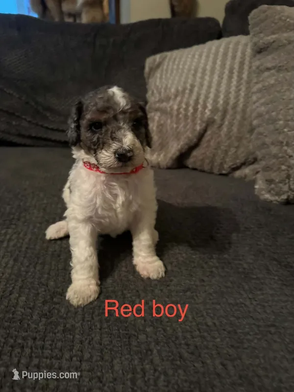 Red collar  – Poodle - Standard  puppy for sale in Pleasant Lake, IN