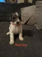 Red collar , a male Poodle - Standard  for sale in Pleasant Lake, IN – 1 of 1