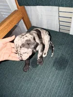 Merle, a female Great Dane for sale in Casa Grande, AZ – Photo 4 of 6