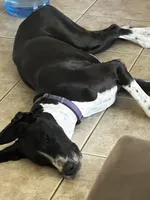 Merle, a female Great Dane for sale in Casa Grande, AZ – Photo 6 of 6