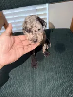 Merle, a female Great Dane for sale in Casa Grande, AZ – Photo 2 of 6