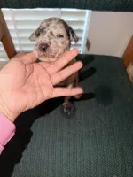 Merle, a female Great Dane for sale in Casa Grande, AZ – Photo 1 of 6