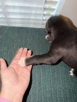 Hulk, a male Great Dane for sale in Casa Grande, AZ – Photo 2 of 5