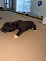 Hulk, a male Great Dane for sale in Casa Grande, AZ – Photo 1 of 5