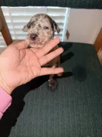 Roxy, a female Great Dane for sale in Casa Grande, AZ – 2 of 7