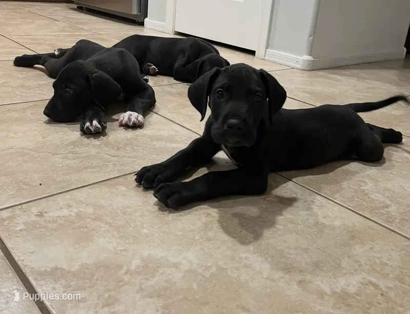 Rocko – Great Dane puppy for sale in Casa Grande, AZ
