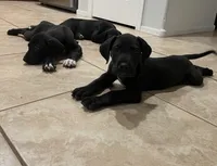 Rocko, a male Great Dane for sale in Casa Grande, AZ – 1 of 6