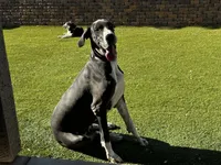 Rocko, a male Great Dane for sale in Casa Grande, AZ – 6 of 6