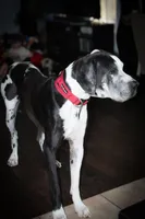 Purple, a male Great Dane for sale in Casa Grande, AZ – Photo 4 of 4