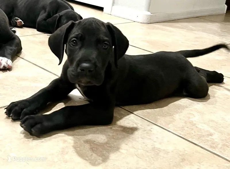 Purple – Great Dane puppy for sale in Casa Grande, AZ