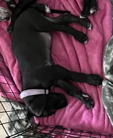 Purple, a male Great Dane for sale in Casa Grande, AZ – Photo 2 of 4