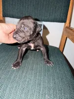 Fella, a male Great Dane for sale in Casa Grande, AZ – Photo 1 of 4