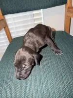 Rex, a male Great Dane for sale in Casa Grande, AZ – Photo 2 of 4