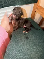 Rex, a male Great Dane for sale in Casa Grande, AZ – Photo 1 of 4