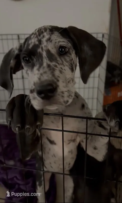 Roxy – Great Dane puppy for sale in Casa Grande, AZ