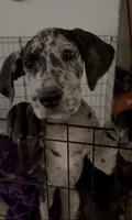 Roxy, a female Great Dane for sale in Casa Grande, AZ – 1 of 7