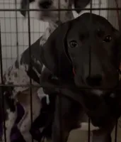 Rocko, a male Great Dane for sale in Casa Grande, AZ – 4 of 6