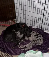 Roxy, a female Great Dane for sale in Casa Grande, AZ – 4 of 7