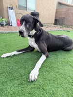 Roxy, a female Great Dane for sale in Casa Grande, AZ – 7 of 7