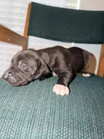 Hulk, a male Great Dane for sale in Casa Grande, AZ – Photo 3 of 5