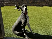 Hulk, a male Great Dane for sale in Casa Grande, AZ – Photo 5 of 5