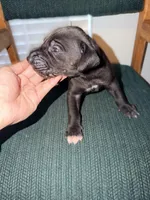 Blue, a male Great Dane for sale in Casa Grande, AZ – Photo 1 of 3