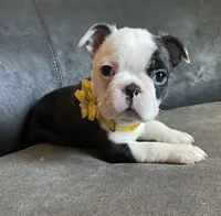 Female, a male Boston Terrier for sale in Abilene, TX – Photo 1 of 3