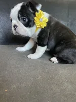 Female, a male Boston Terrier for sale in Abilene, TX – Photo 3 of 3