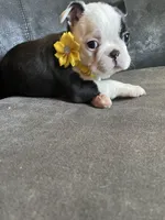 Female, a male Boston Terrier for sale in Abilene, TX – Photo 2 of 3