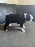 Male 1, a male Boston Terrier for sale in Abilene, TX – Photo 2 of 3