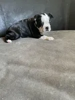 Male 1, a male Boston Terrier for sale in Abilene, TX – Photo 3 of 3