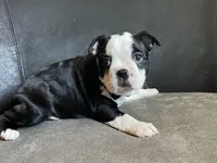 Male 1, a male Boston Terrier for sale in Abilene, TX – Photo 1 of 3