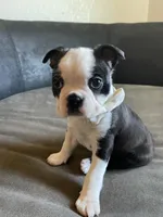 Male 2, a male Boston Terrier for sale in Abilene, TX – Photo 2 of 3