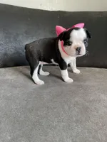 Clover , a female Boston Terrier for sale in Abilene, TX – Photo 2 of 3