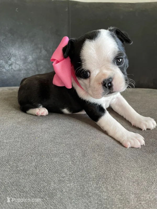 Clover  – Boston Terrier puppy for sale in Abilene, TX
