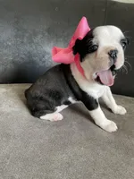 Clover , a female Boston Terrier for sale in Abilene, TX – Photo 3 of 3