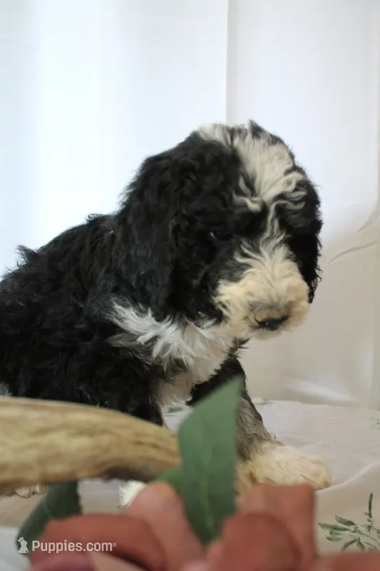 Lucky – Sheepadoodle puppy for sale in Adrian, OR