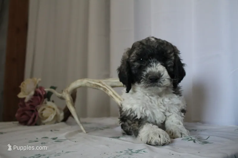 Crimson – Sheepadoodle puppy for sale in Adrian, OR