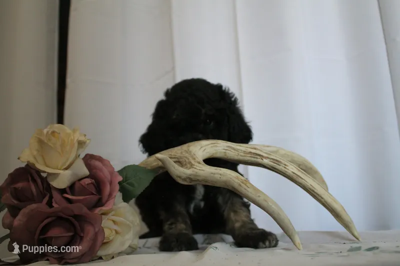 Patrick – Sheepadoodle puppy for sale in Adrian, OR