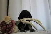 Patrick, a male Sheepadoodle for sale in Adrian, OR – 4 of 8