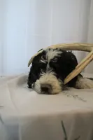 Patrick, a male Sheepadoodle for sale in Adrian, OR – 7 of 8