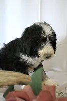 Lucky, a female Sheepadoodle for sale in Adrian, OR – 6 of 9