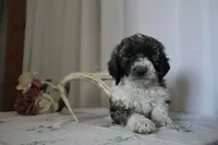 Patrick, a male Sheepadoodle for sale in Adrian, OR – 2 of 8