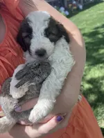 Patrick, a male Sheepadoodle for sale in Adrian, OR – 3 of 8
