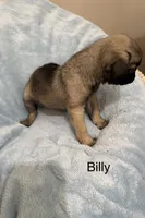 Billy, a male Pug for sale in Tracy, CA – 4 of 4