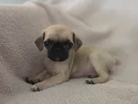 AKC Miguel, a male Pug for sale in Tracy, CA – 4 of 4