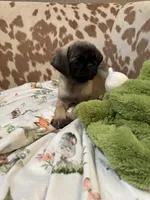 Billy, a male Pug for sale in Tracy, CA – 6 of 7