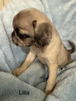 Lilia, a female Pug for sale in Tracy, CA – 3 of 4