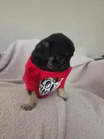 Madame Leota, a female Pug for sale in Tracy, CA – 4 of 8
